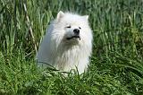 SAMOYEDE 030